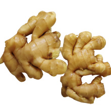 Chinese high quality fresh ginger supplier